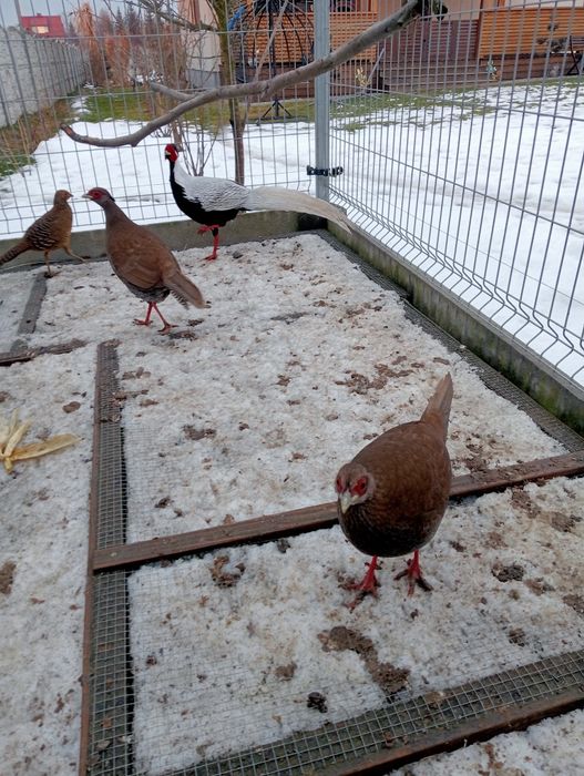 Barzanty srebrzyste stadko