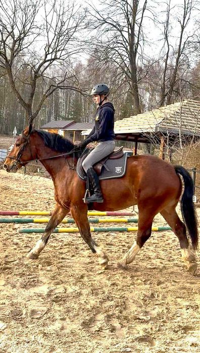 Wałach 4-letni pod siodło i zaprzęg