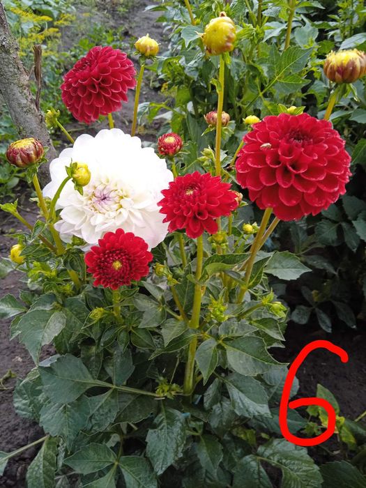 Георгина,жоржина кусты,корни,деленки