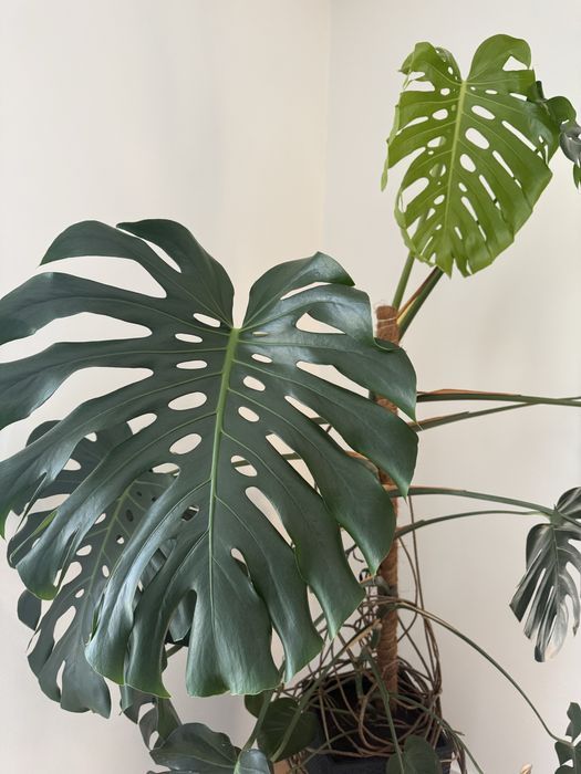 Monstera Deliciosa