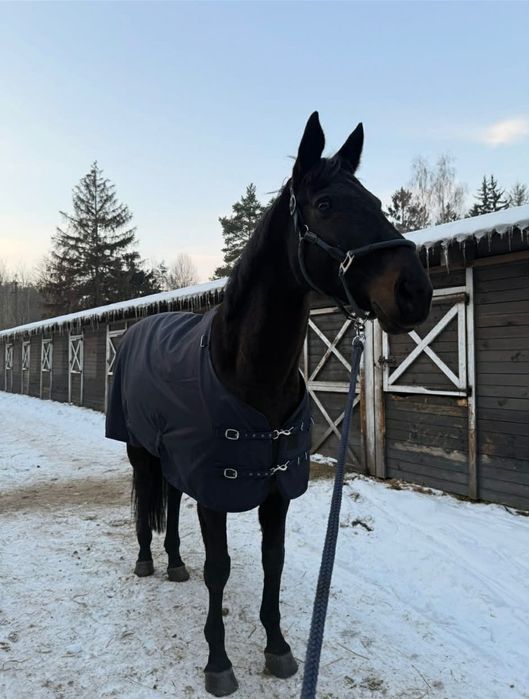 Piękna klacz do sportu.