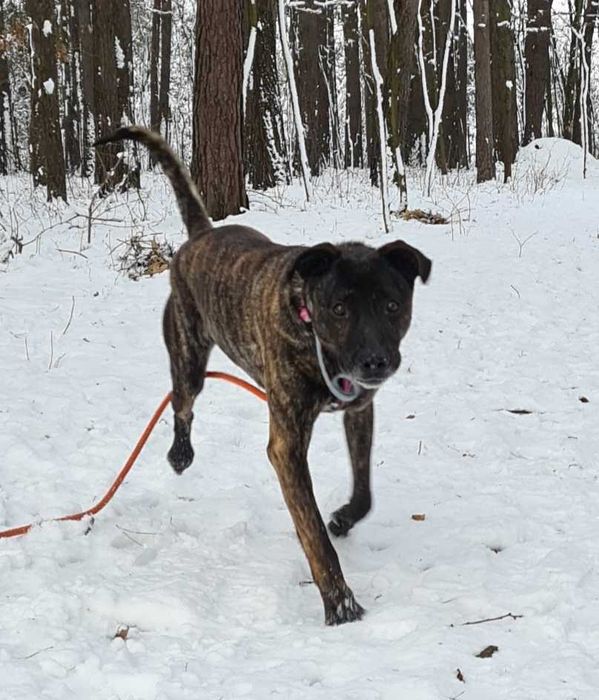 Piękny Prążek szuka domu