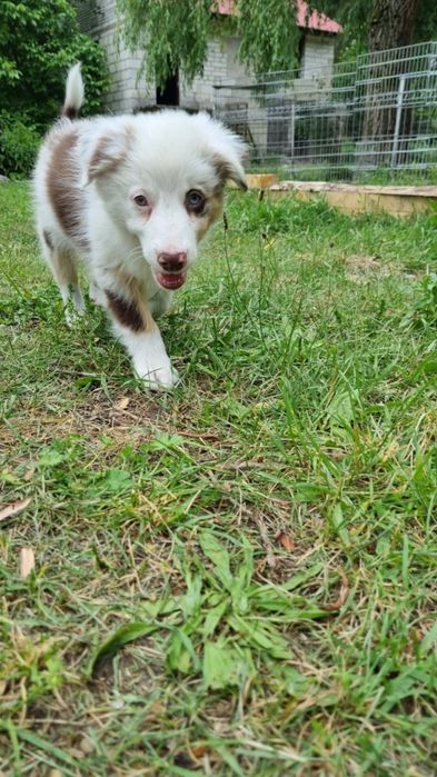 Border Collie suczka red merle