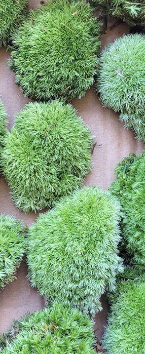 Rezerwacja wysyłka olx