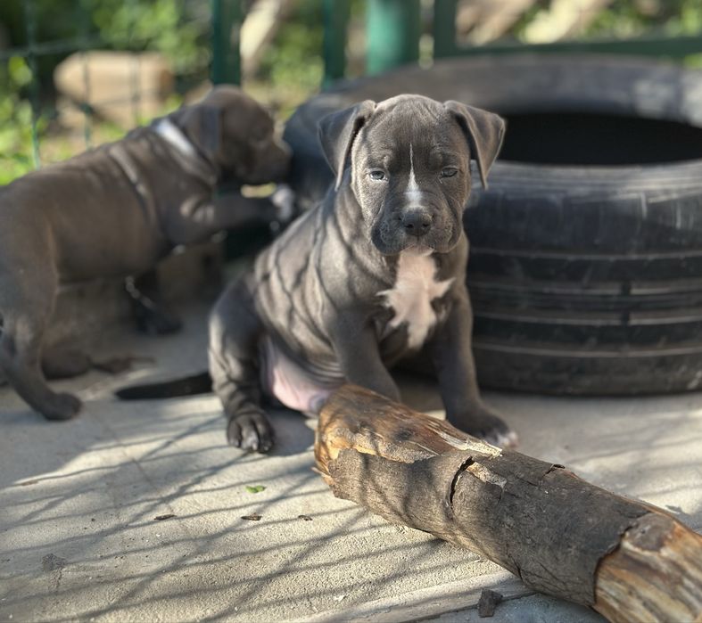Цуценята АМСТАФФ/АСТ щенки