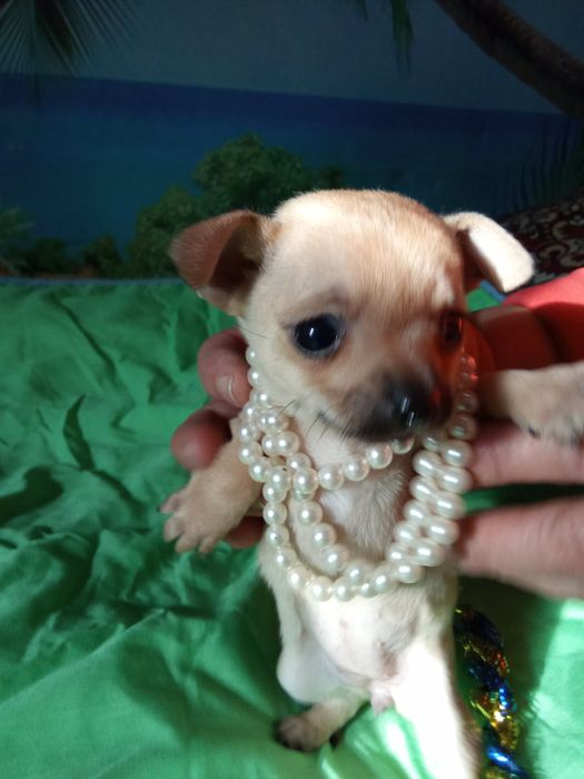 Гарненькі дівчатка