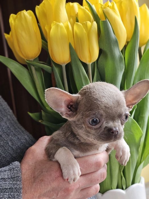 Przepiękna mini dziewczynka liliowa gotowa do zmiany domku