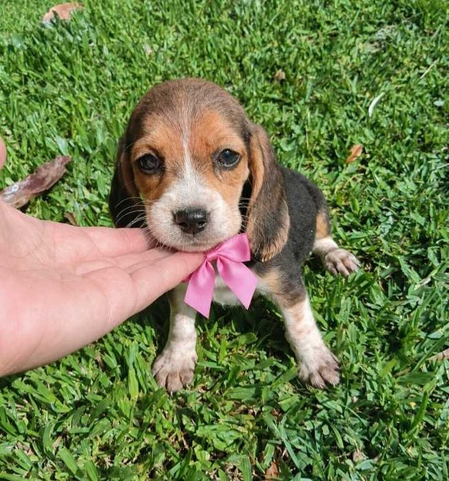 Beagle fêmea maravilhosa