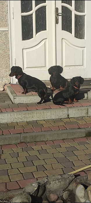 Такса короткошерстна