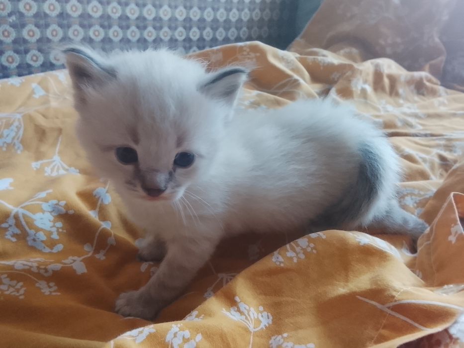 Мальчик, рэгдол, родился 7сент