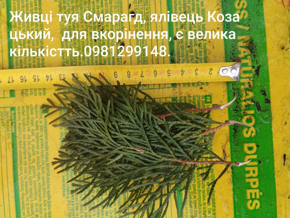 Туї, Ялівці, живці, черенки.