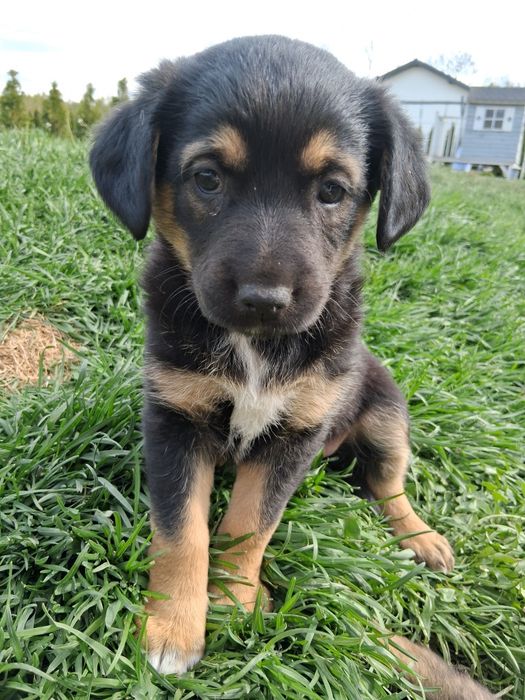 Szczeniak suczka do adopcji