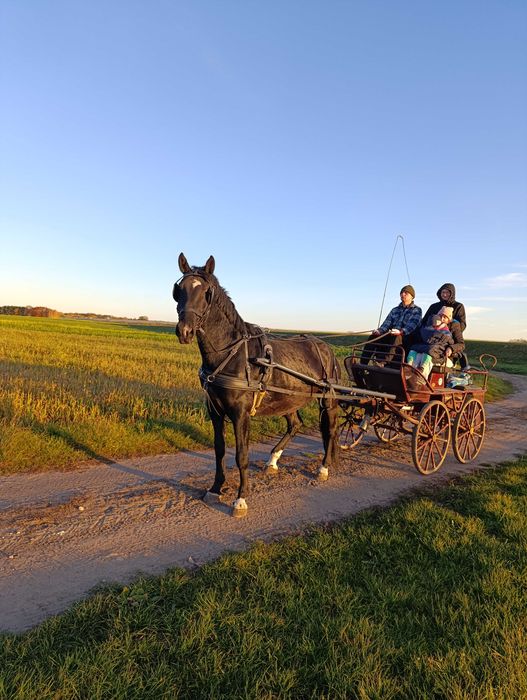 Sprzedam karą klacz