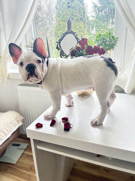Buldog francuski chlopiec z rodowodem gotowy do odbioru