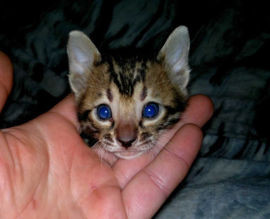 Яскраві бенгальські дітки всі розетка