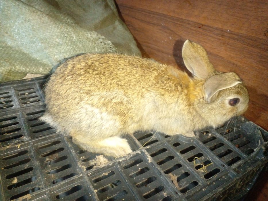 Самці молодняк різних порід