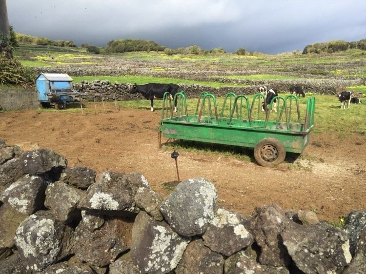 Terreno no lugar das Terras (Lajes do Pico) com fantástica vista