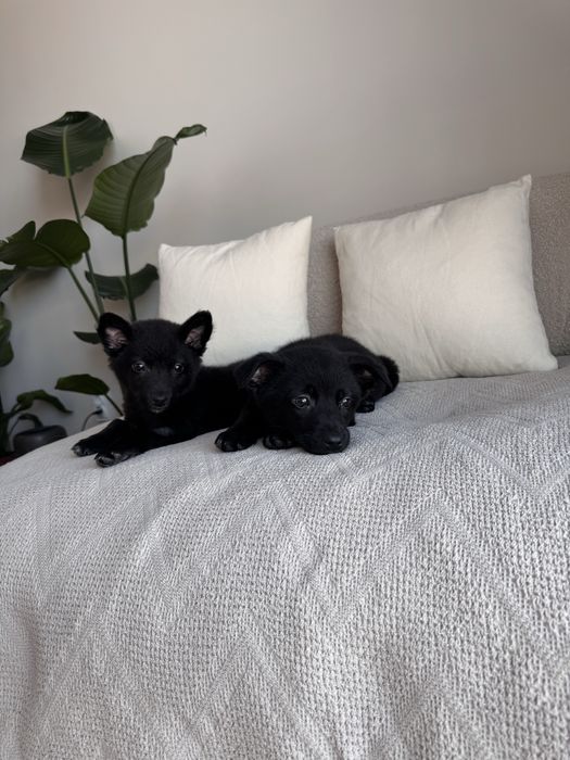 Цуценята хлопчики в добрі руки, будуть маленькі, до 9 кг