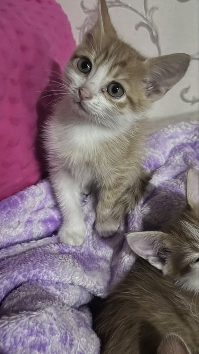 Котинята безкоштовно