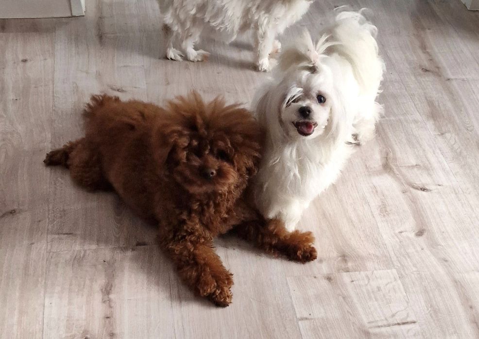 Maltipoo Lala Luna F1