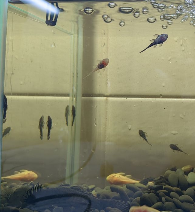 Малёк анциструса обыкновенного 1-2 -3 - 4 см, темный и альбинос