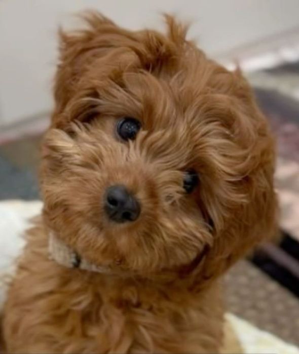 Мальтипу мини з чипос