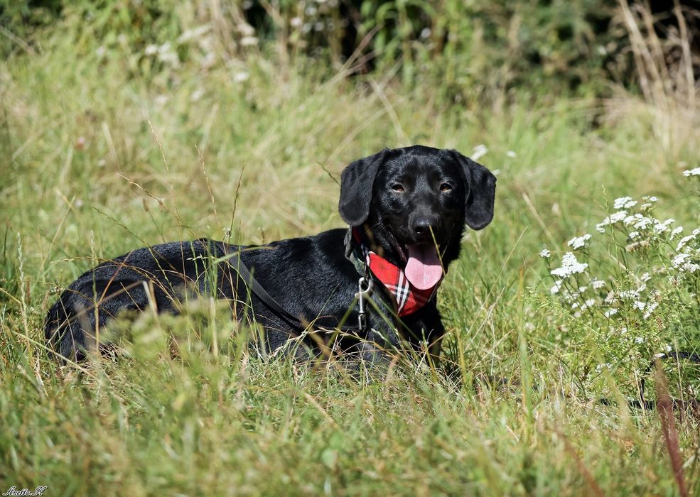 Roczny i aktywny Blaki szuka domu
