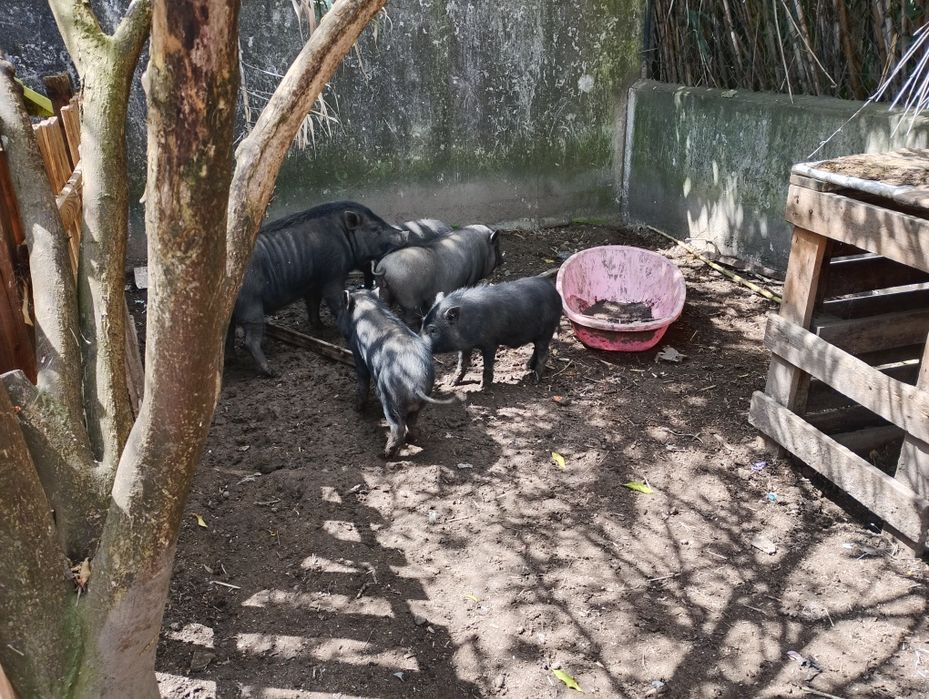 Porcos vietnamitas