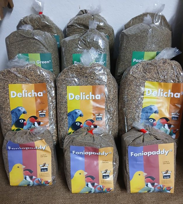 Sementes foniopaddy floralia