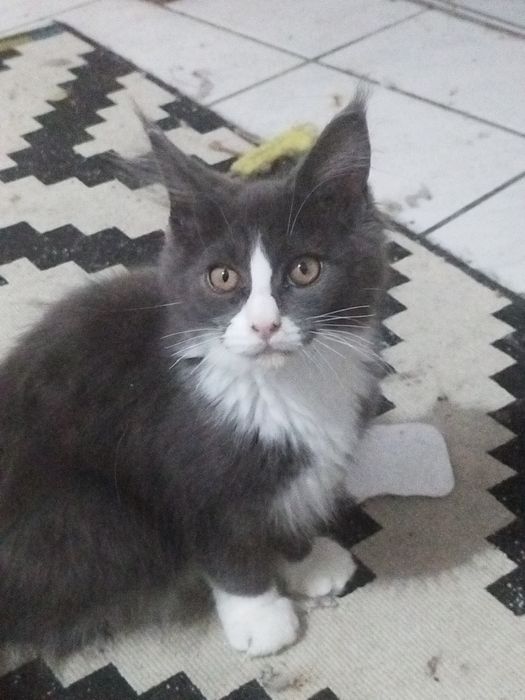 Kocurek i kotka Maine Coon 4,5  miesięczny