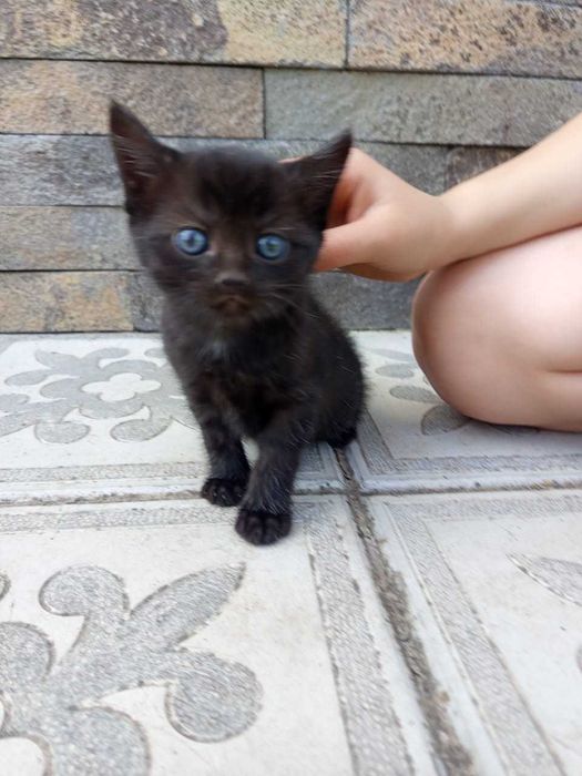 Кошенята шукають свій дім