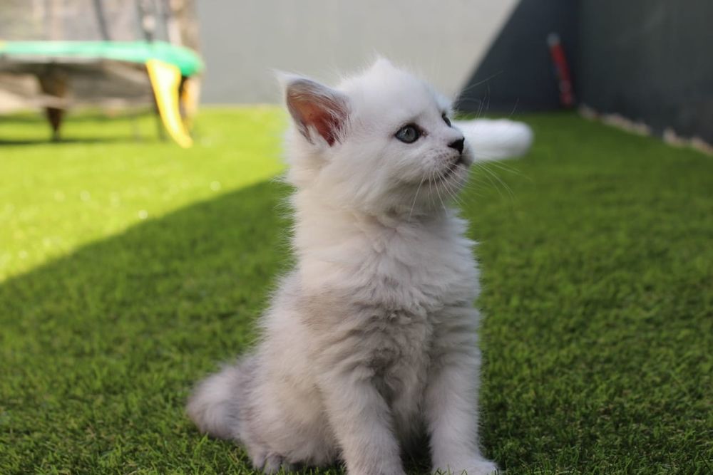 Maine Coon com LOP
