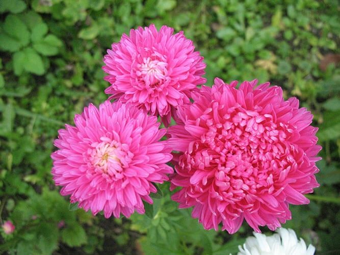 Насіння яскравих  квітів.