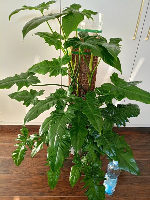 Philodendron Dragon