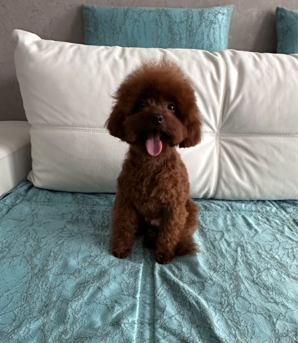 Вязка! Китай Ред Браун Тоу Poodle Teacup