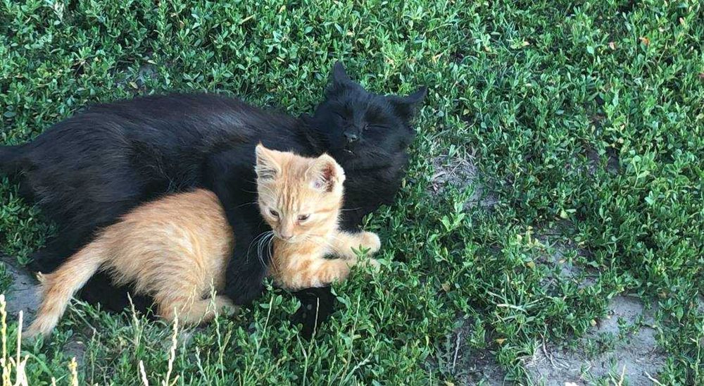 віддам двох котиків у добрі руки
