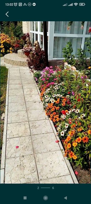 Цинія Захара, низькорослі