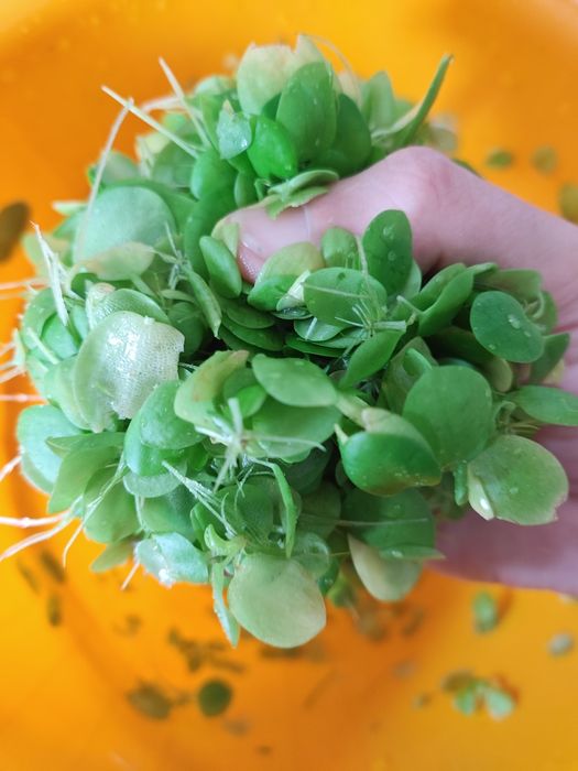 Planta aquário Amazon Frogbit