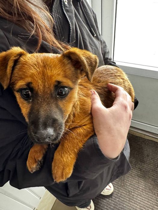 віддаємо цуцика в добрі руки