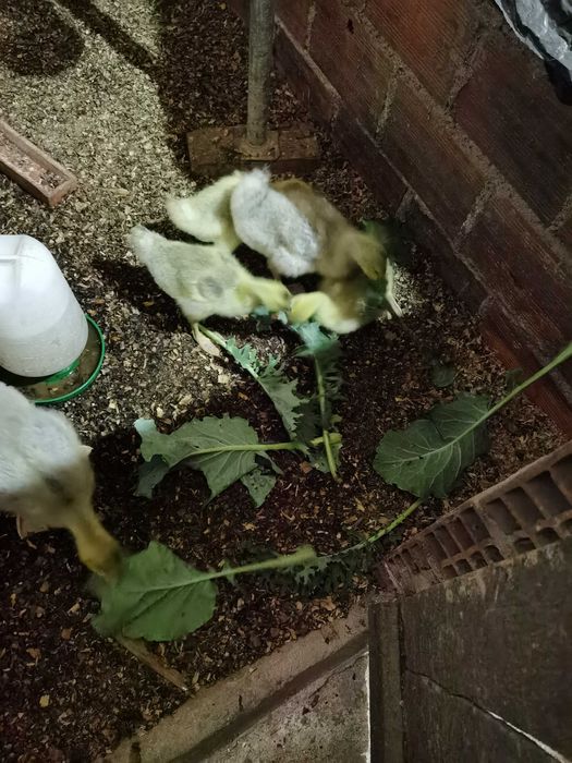 Patos gansos novos
