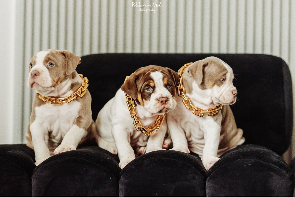 Американський буллі