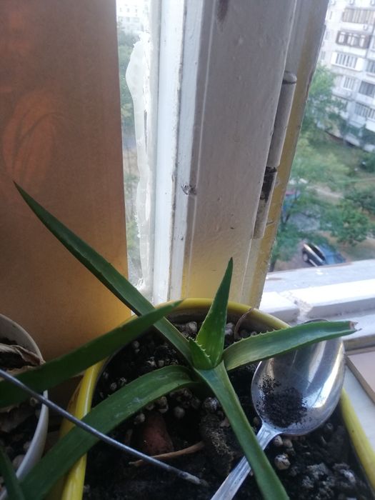 Каланхое. Столетник. денежное дерево.