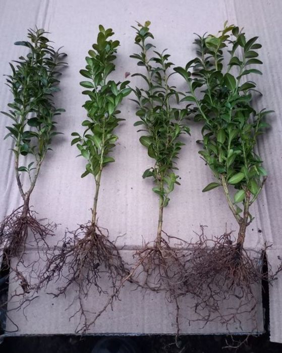 Продам    самшит