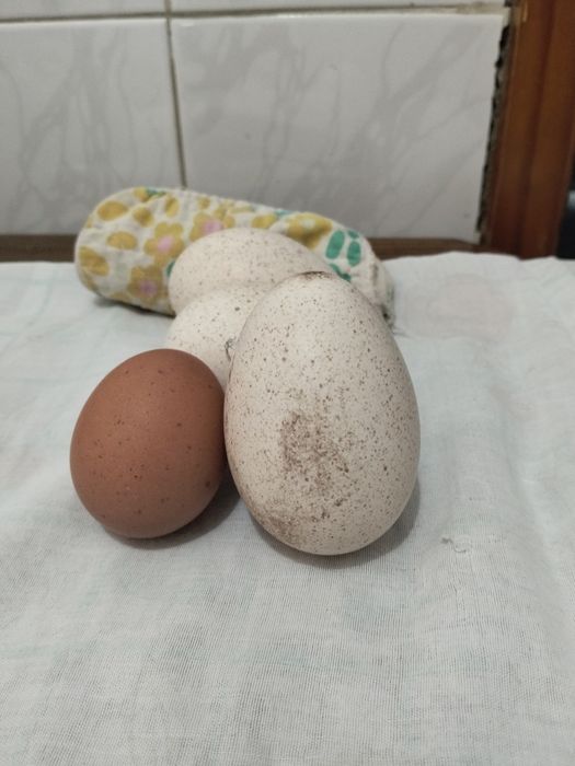 Ovos de peru para consumo
