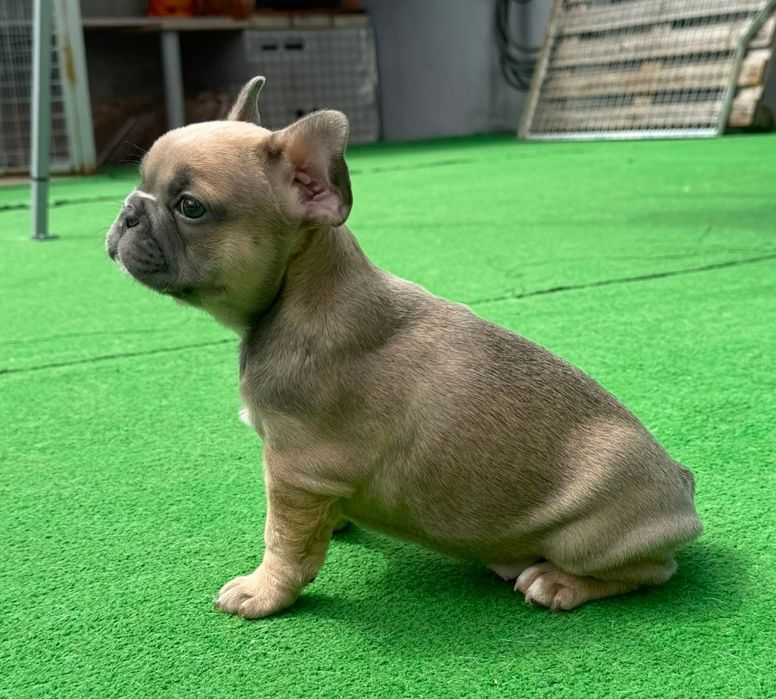 Bulldog francês fêmea blue fawn