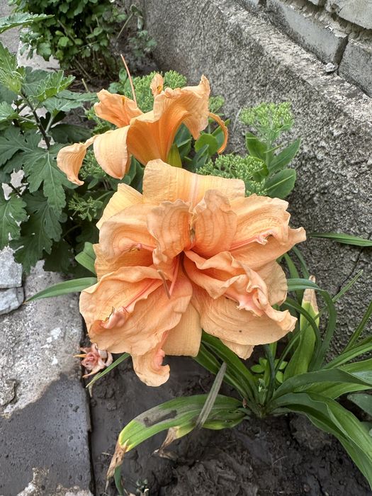 Набір лілейників 5сортів