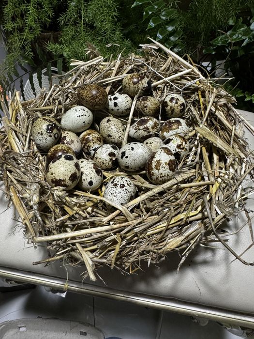 Домашні перепелині яйця