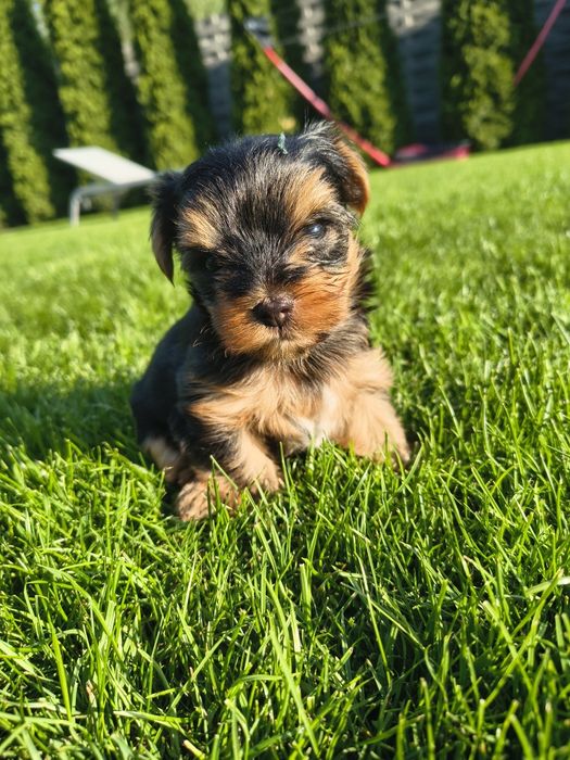 Yorkshire Terrier