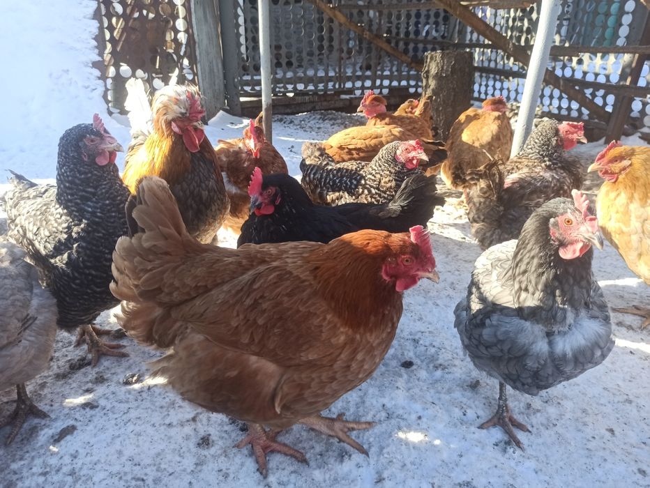 Куры мясо - яичной породы.