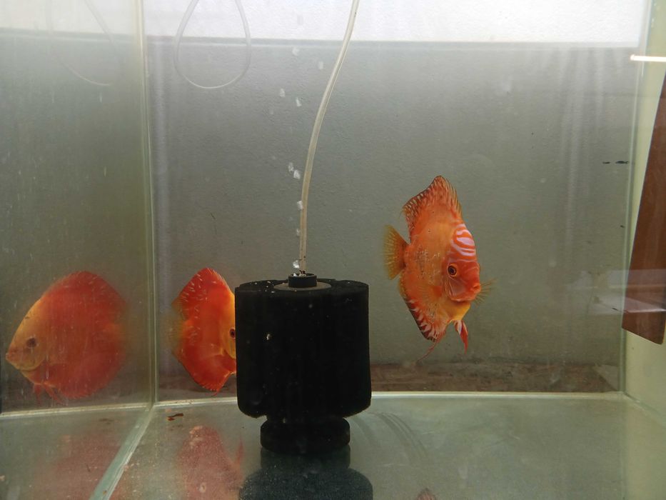 Paletki Dyskowce Bardzo płodna, dwuletnia para